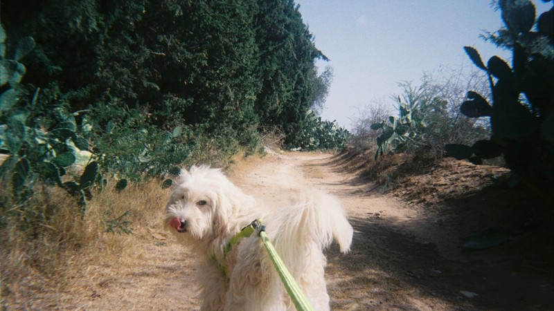 image tirée du film
